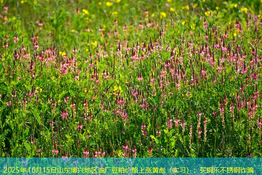 2025年10月15日山东博兴地区油厂豆粕价格上涨黄彪（实习）：买钢乐不锈钢诈骗