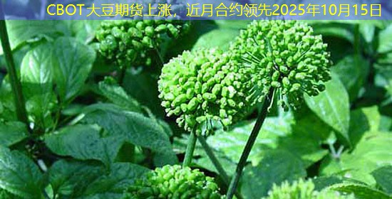 CBOT大豆期货上涨，近月合约领先2025年10月15日