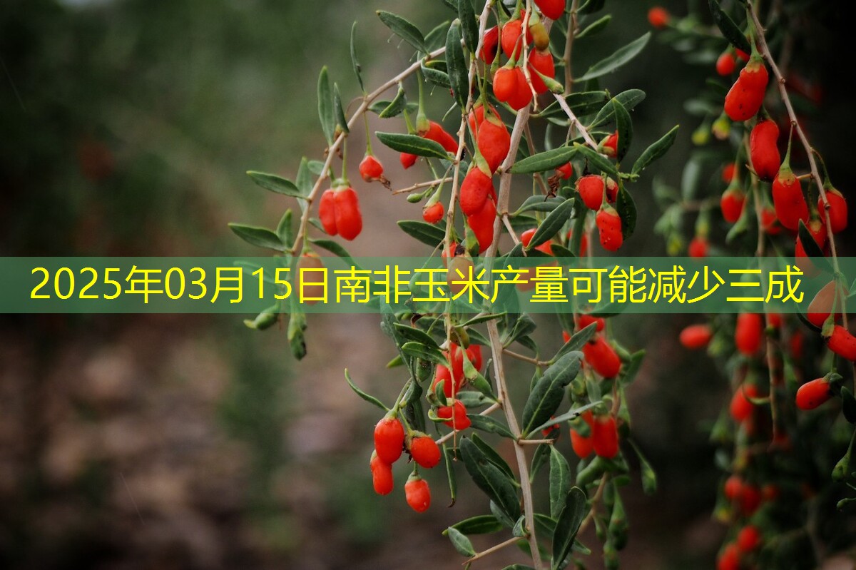 2025年03月15日南非玉米产量可能减少三成