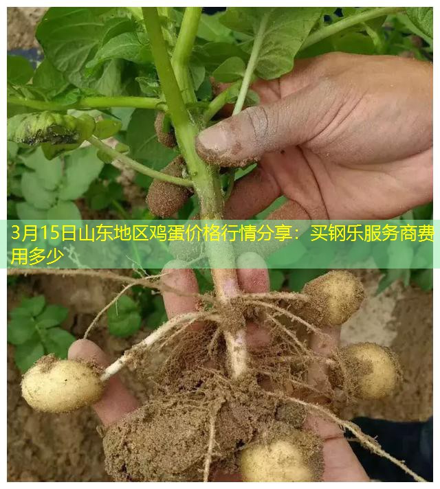 3月15日山东地区鸡蛋价格行情分享