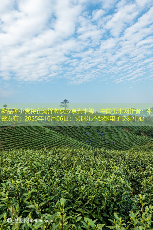 新品种小麦将在菏泽收获分享到来源：中国玉米网作者：张蕾发布：2025年10月06日