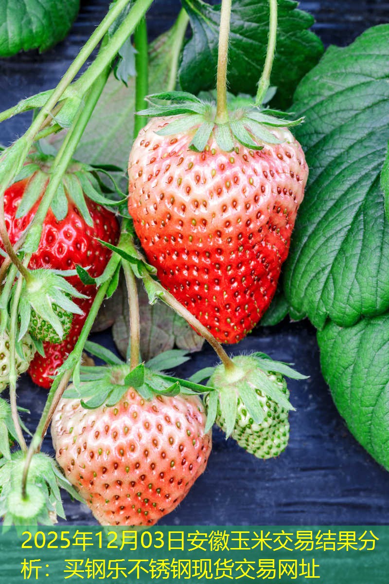 2025年12月03日安徽玉米交易结果分析：买钢乐不锈钢现货交易网址