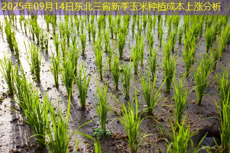 2025年09月14日东北三省新季玉米种植成本上涨分析