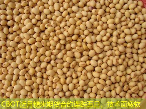 CBOT近月糙米期货合约连跌五日，技术面疲软