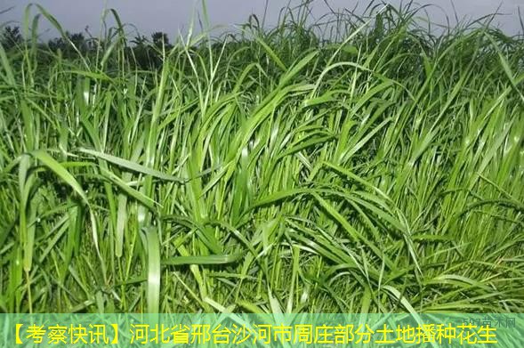 【考察快讯】河北省邢台沙河市周庄部分土地播种花生