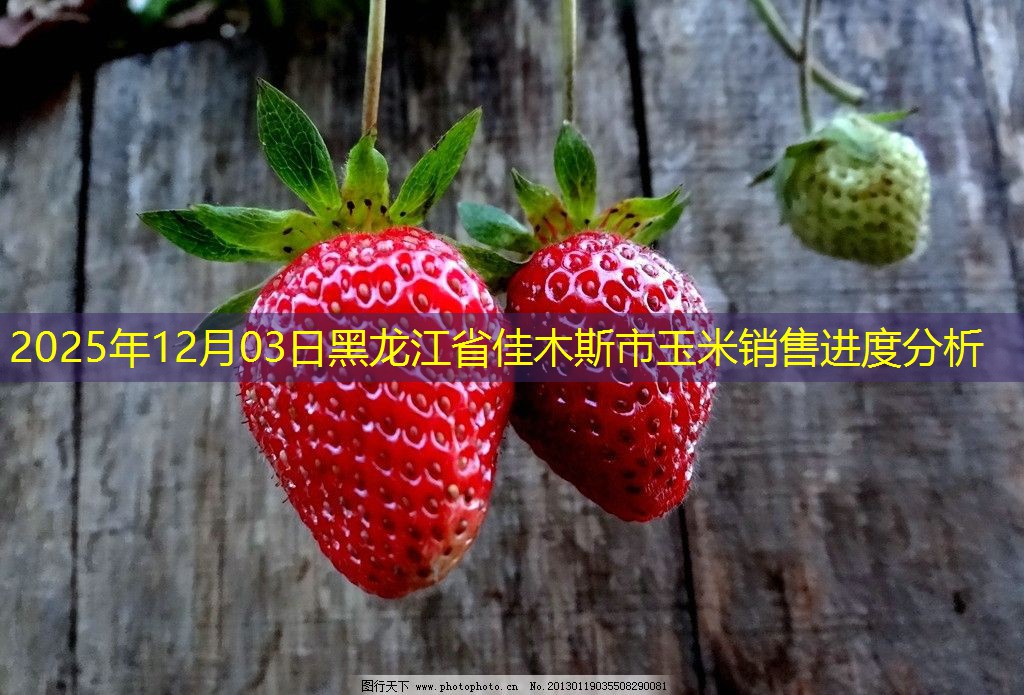 2025年12月03日黑龙江省佳木斯市玉米销售进度分析