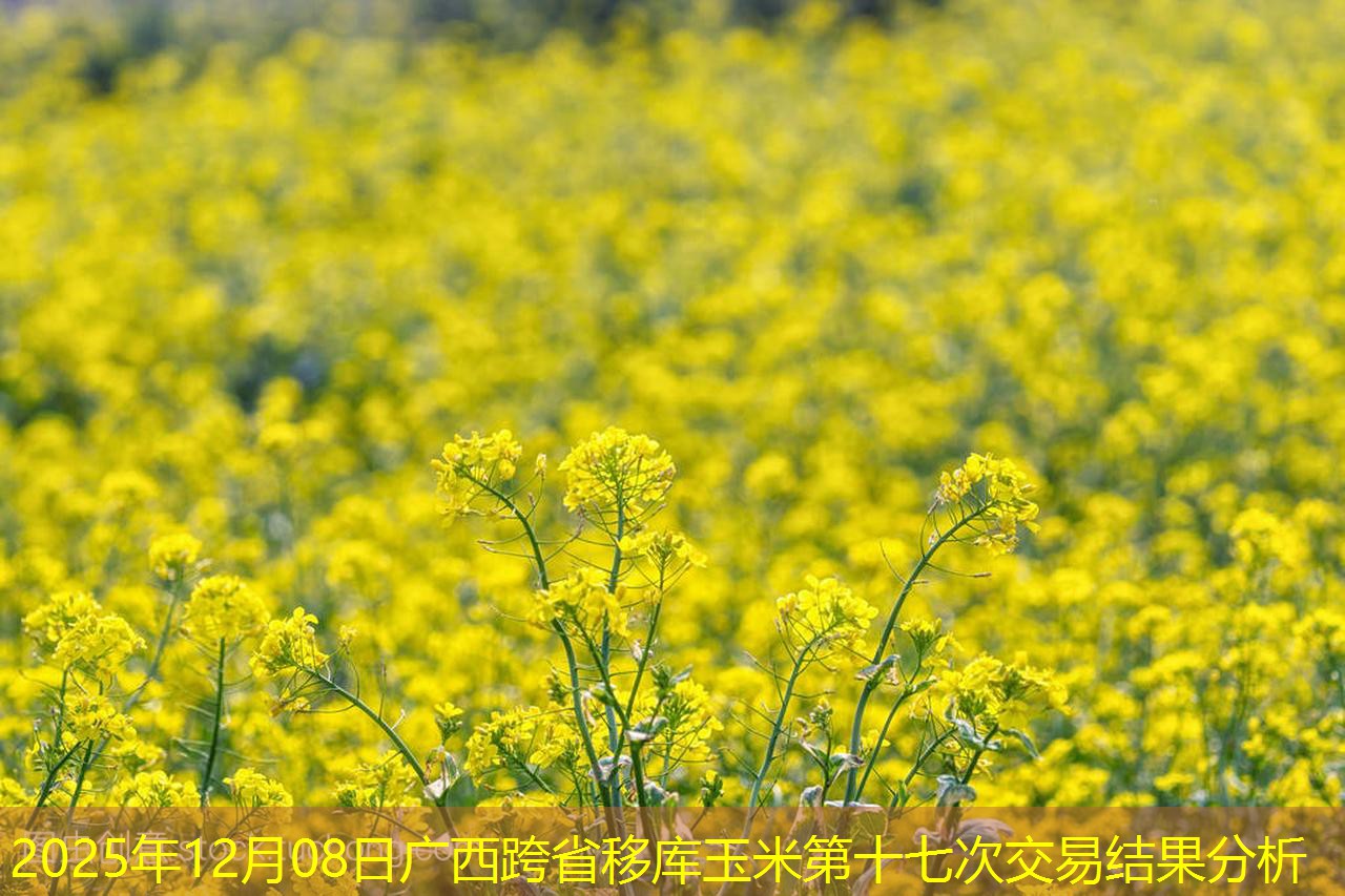 2025年12月08日广西跨省移库玉米第十七次交易结果分析