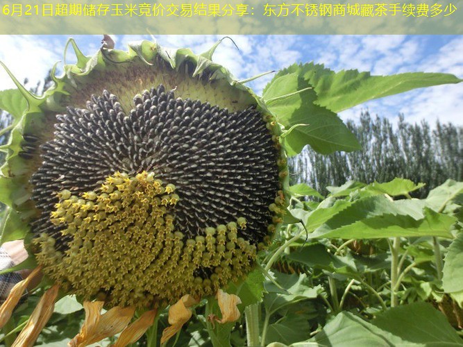 6月21日超期储存玉米竞价交易结果分享