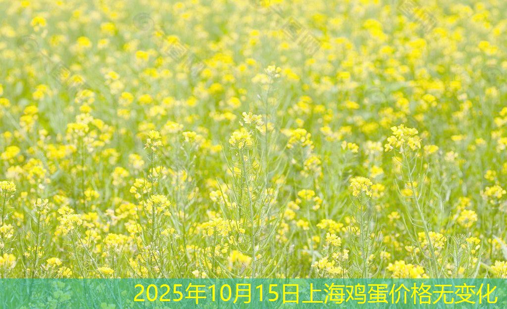 2025年10月15日上海鸡蛋价格无变化