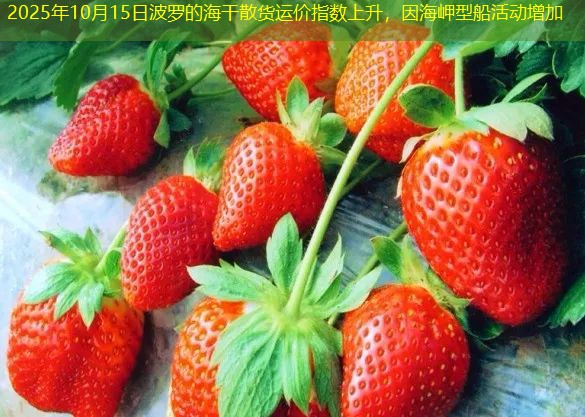 2025年10月15日波罗的海干散货运价指数上升，因海岬型船活动增加