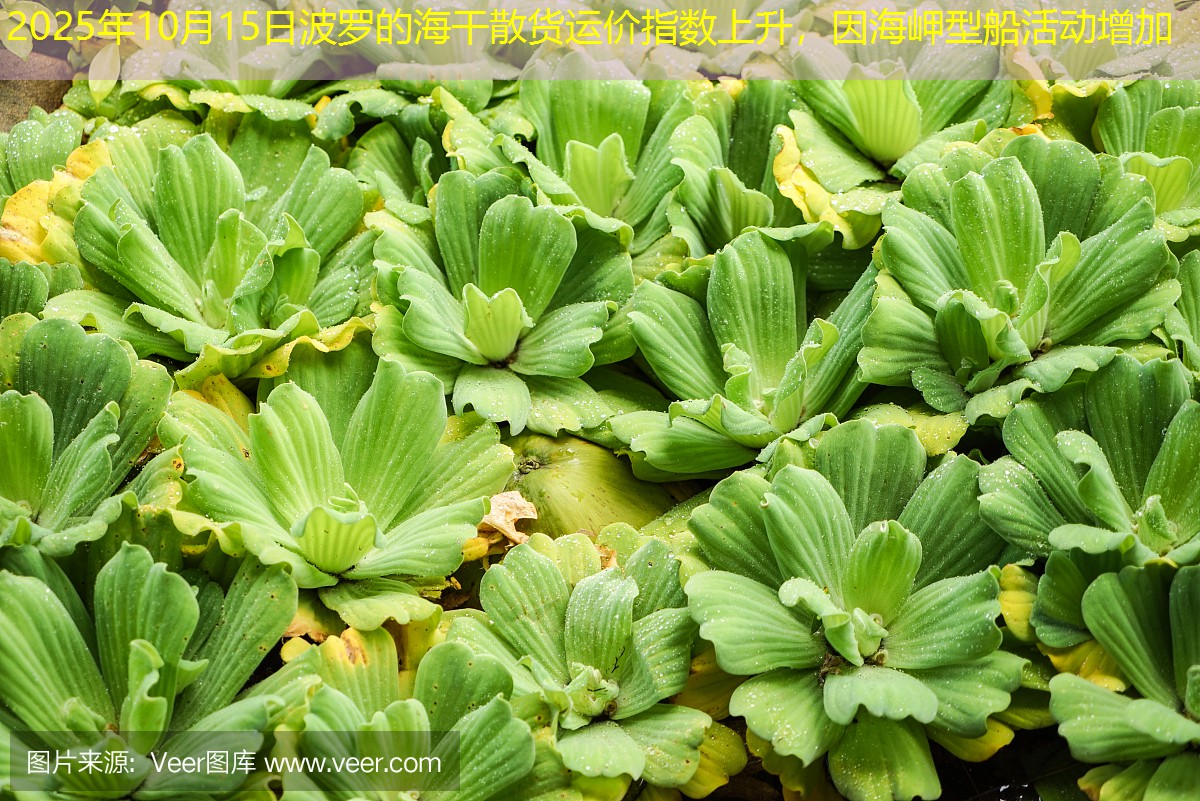 2025年10月15日波罗的海干散货运价指数上升，因海岬型船活动增加