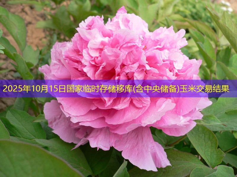 2025年10月15日国家临时存储移库(含中央储备)玉米交易结果
