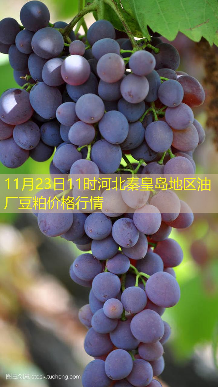 11月23日11时河北秦皇岛地区油厂豆粕价格行情