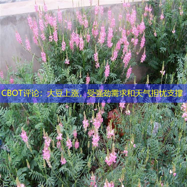 CBOT评论：大豆上涨，受强劲需求和天气担忧支撑