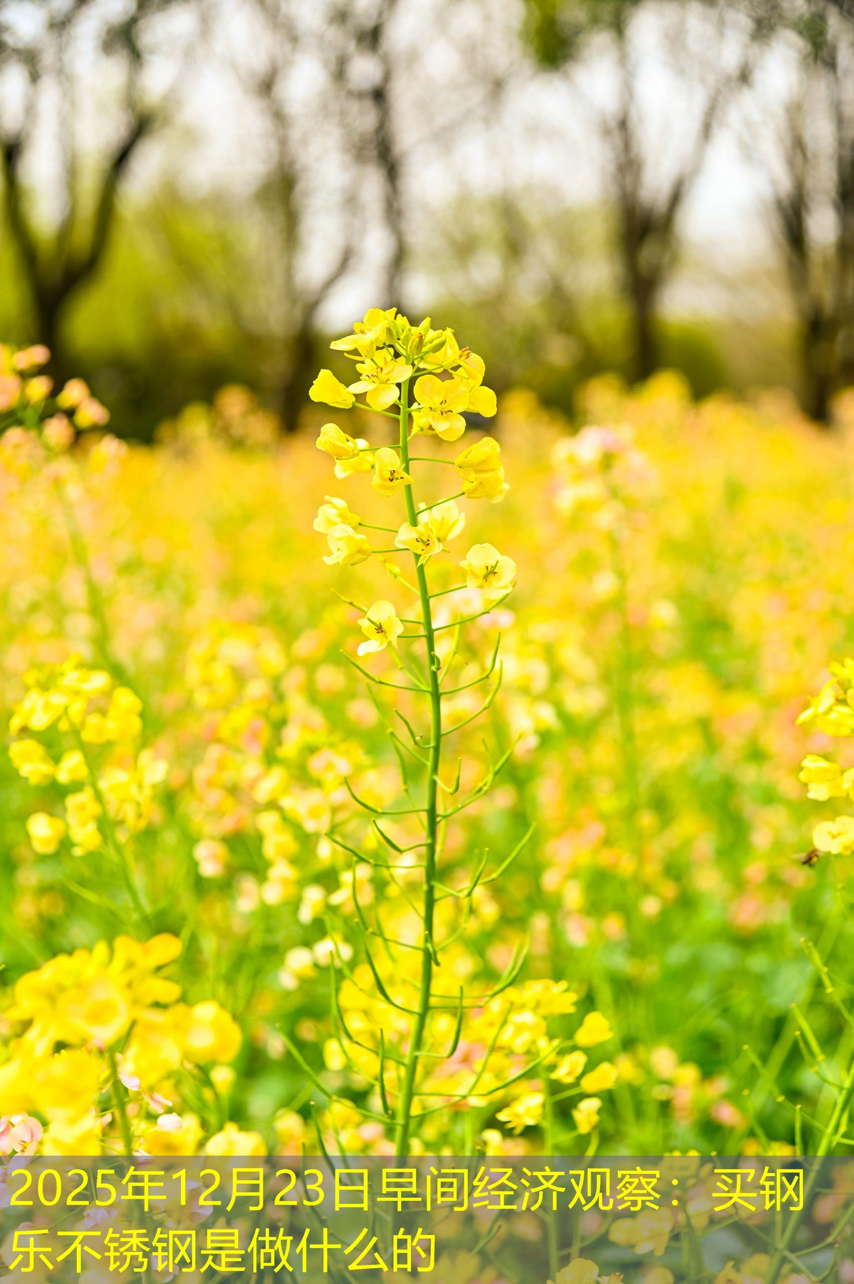 2025年12月23日早间经济观察：买钢乐不锈钢是做什么的