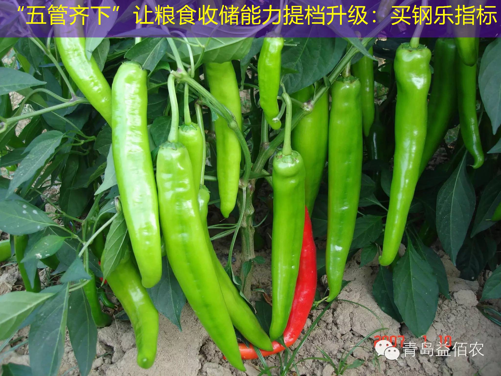 “五管齐下”让粮食收储能力提档升级：买钢乐指标