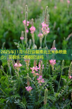 2025年11月16日安徽淮北玉米余粮量少：买钢乐不锈钢犯法吗