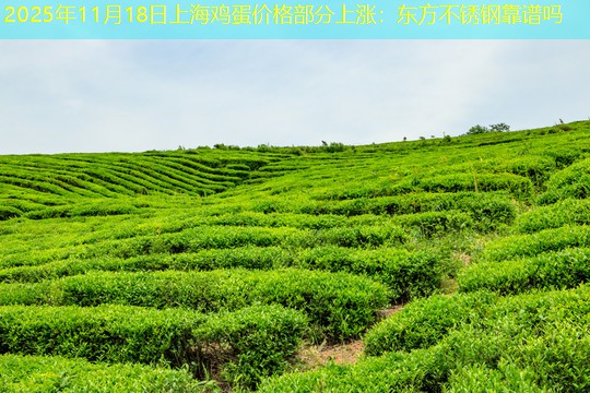 2025年11月18日上海鸡蛋价格部分上涨：东方不锈钢靠谱吗