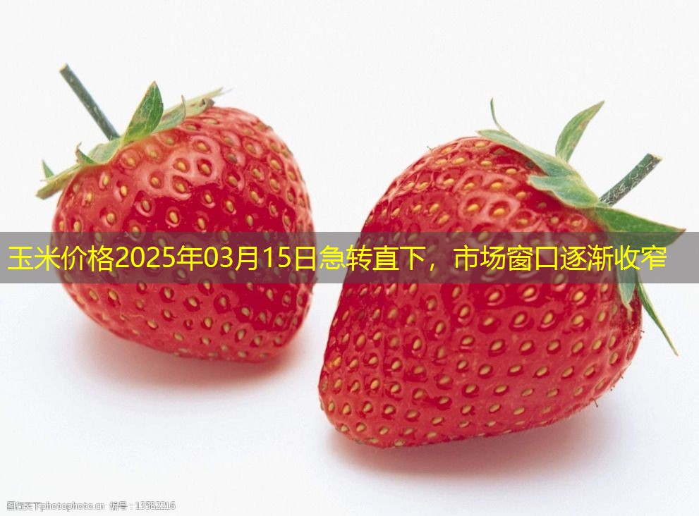 玉米价格2025年03月15日急转直下，市场窗口逐渐收窄