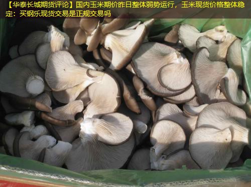 【华泰长城期货评论】国内玉米期价昨日整体弱势运行，玉米现货价格整体稳定