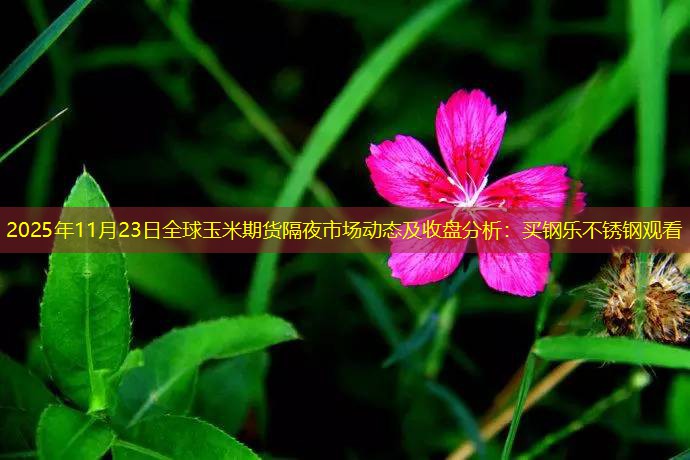 2025年11月23日全球玉米期货隔夜市场动态及收盘分析