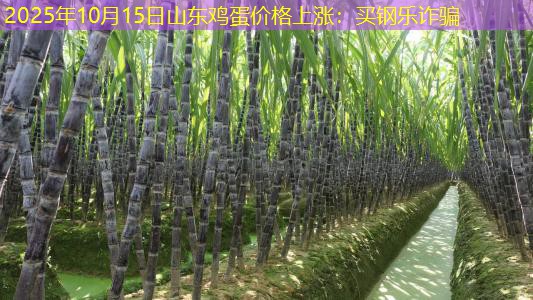 2025年10月15日山东鸡蛋价格上涨