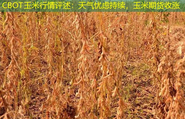 CBOT玉米行情评述：天气忧虑持续，玉米期货收涨
