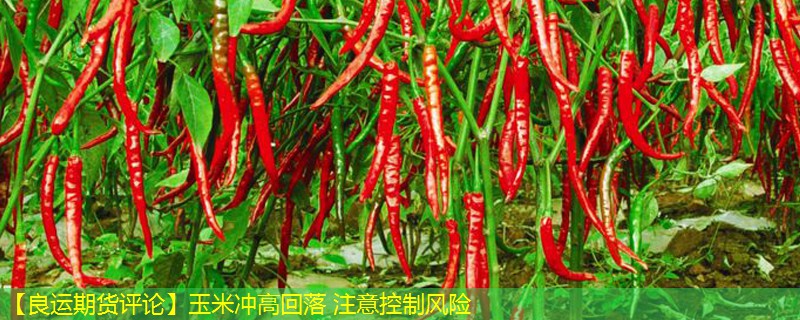 【良运期货评论】玉米冲高回落 注意控制风险