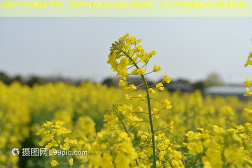 CBOT玉米期货下跌，因天气状况令作物价格承压：东方不锈钢现货交易正规吗