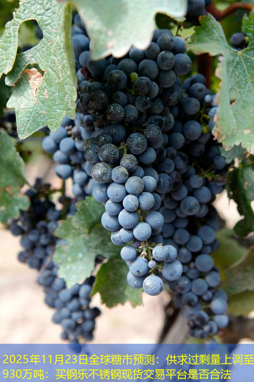 2025年11月23日全球糖市预测：供求过剩量上调至930万吨：买钢乐不锈钢现货交易平台是否合法