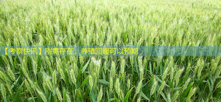 【考察快讯】刚需存在，养殖回暖可以预期