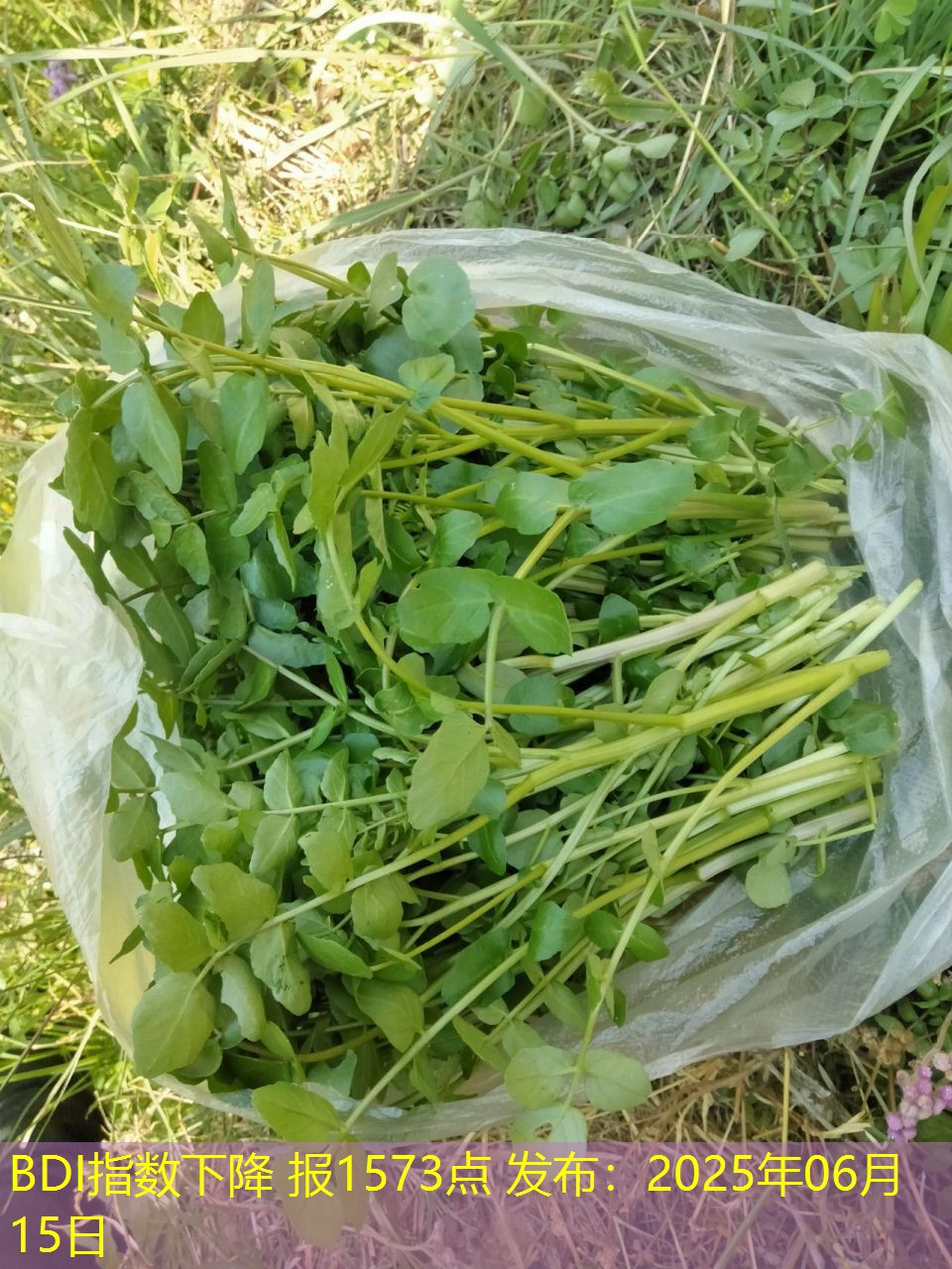 BDI指数下降 报1573点 发布：2025年06月15日