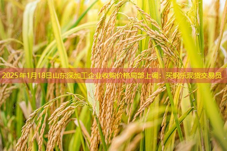 2025年1月18日山东深加工企业收购价格局部上调：买钢乐现货交易员
