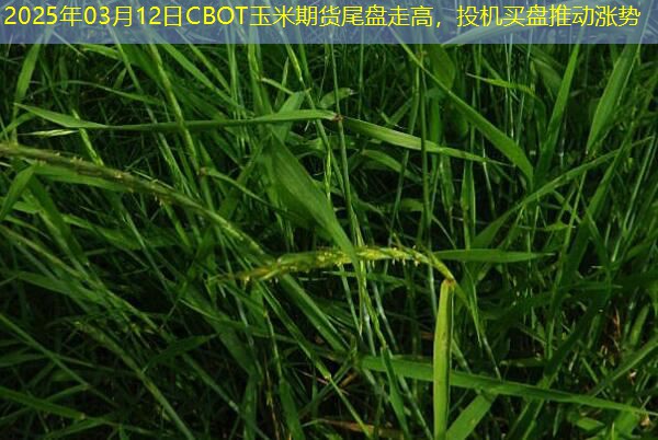 2025年03月12日CBOT玉米期货尾盘走高，投机买盘推动涨势