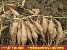 2025年12月8日第十七次国家临储移库玉米交易时间预测