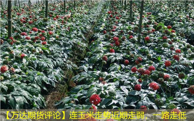 【万达期货评论】连玉米走势近期走弱，一路走低