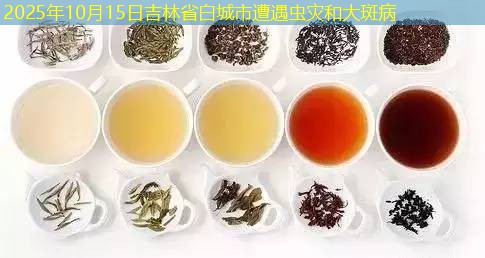 2025年10月15日吉林省白城市遭遇虫灾和大斑病