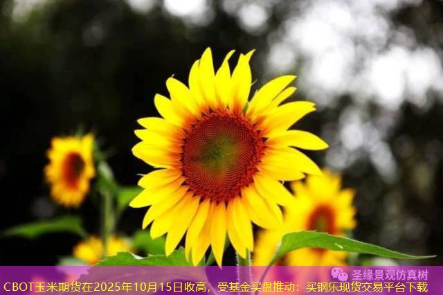 CBOT玉米期货在2025年10月15日收高，受基金买盘推动：买钢乐现货交易平台下载