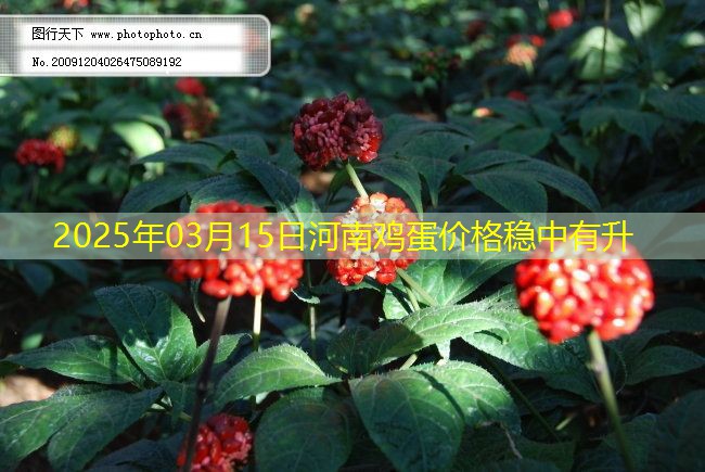 2025年03月15日河南鸡蛋价格稳中有升