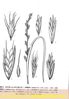 2025年03月15日河南鸡蛋价格稳中有升