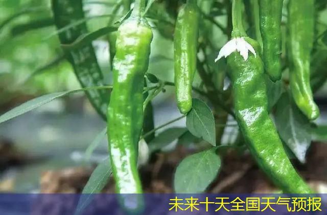 未来十天全国天气预报