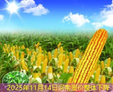 2025年11月14日河南蛋价整体下降