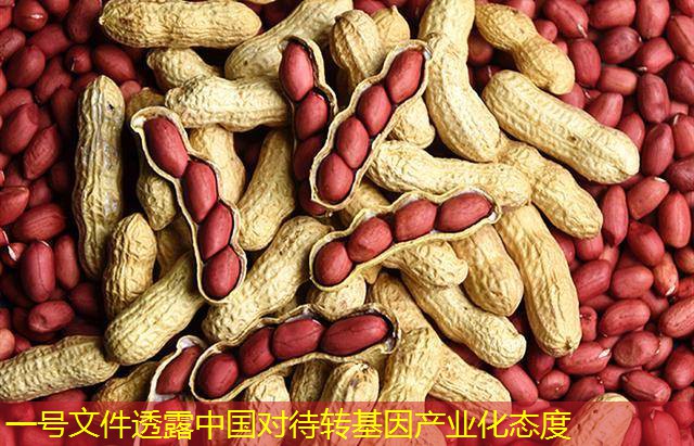 一号文件透露中国对待转基因产业化态度