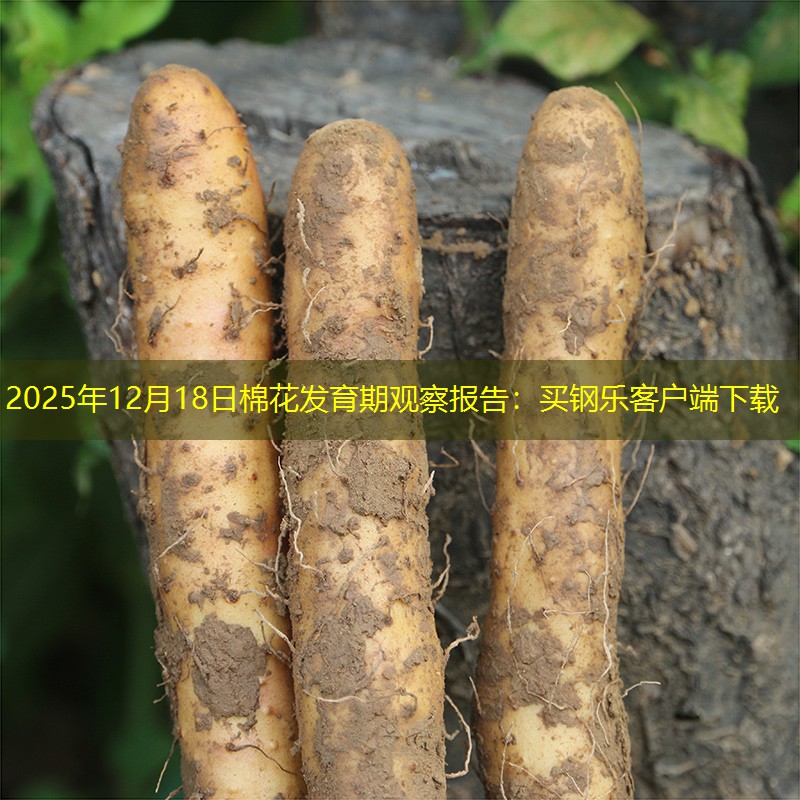 2025年12月18日棉花发育期观察报告：买钢乐客户端下载