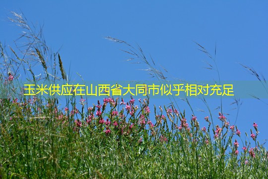 玉米供应在山西省大同市似乎相对充足