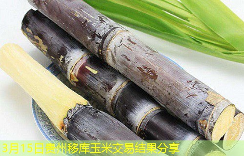 3月15日贵州移库玉米交易结果分享