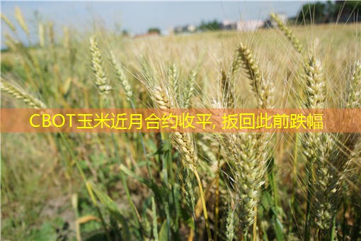 CBOT玉米近月合约收平, 扳回此前跌幅