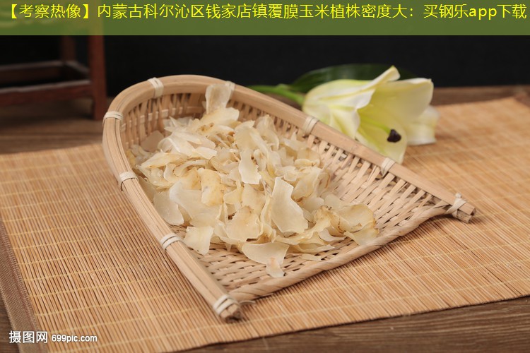 【考察热像】内蒙古科尔沁区钱家店镇覆膜玉米植株密度大：买钢乐app下载