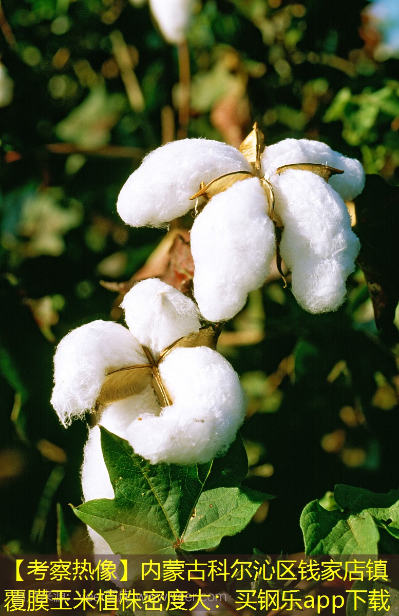 【考察热像】内蒙古科尔沁区钱家店镇覆膜玉米植株密度大