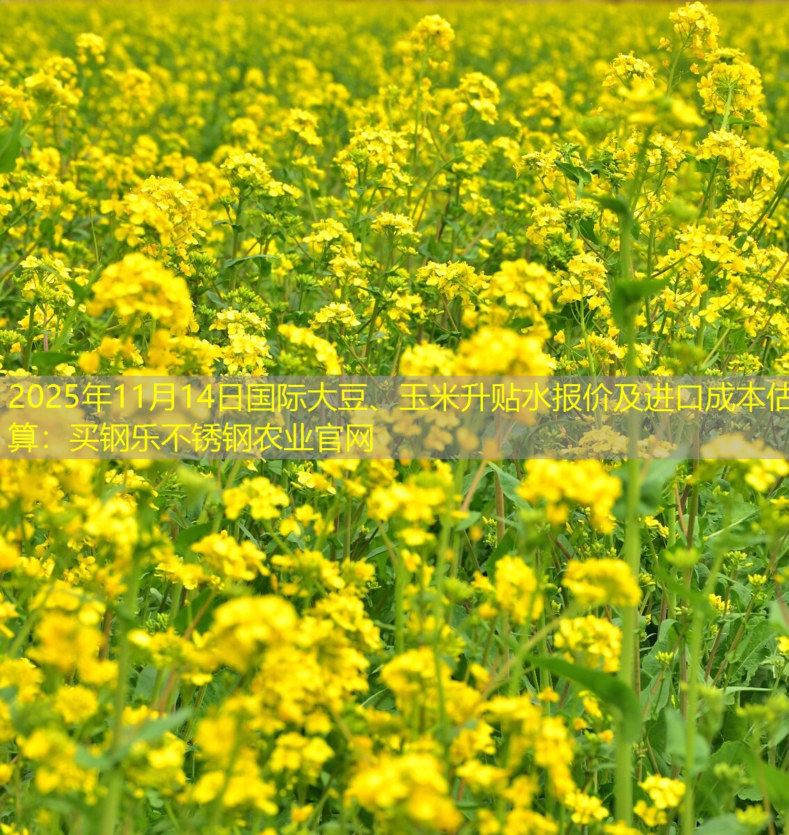 2025年11月14日国际大豆、玉米升贴水报价及进口成本估算